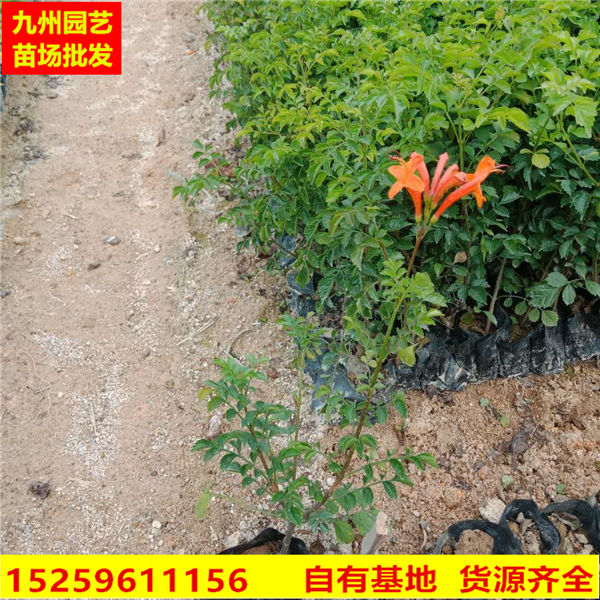 福建硬骨凌霄批发