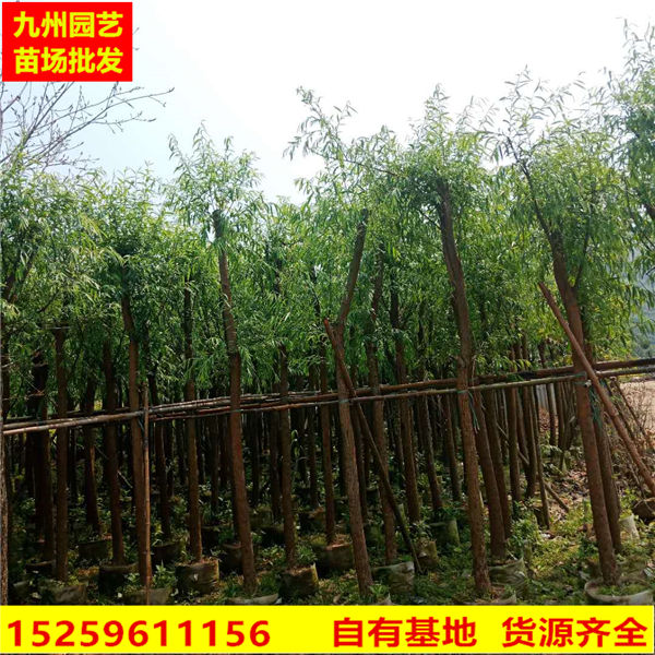漳州柳树苗批发