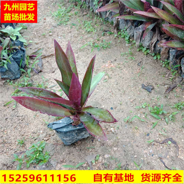 小蚌兰价格|漳州小蚌兰供应