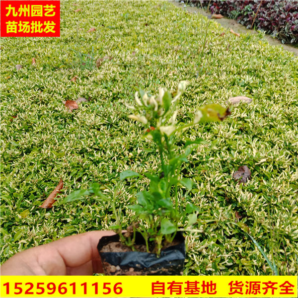 写字草批发