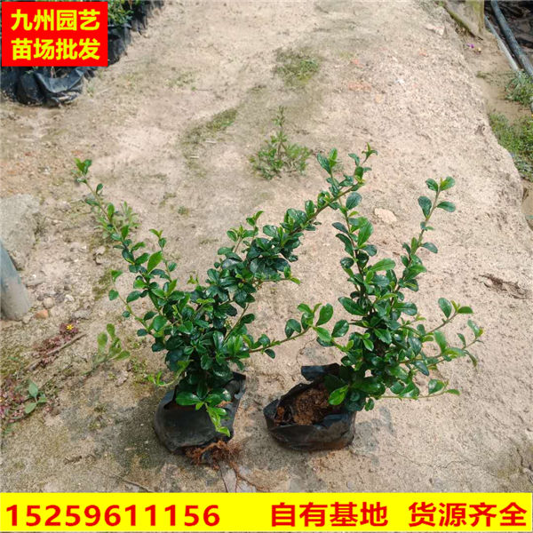 漳州苗木批发|福建茶