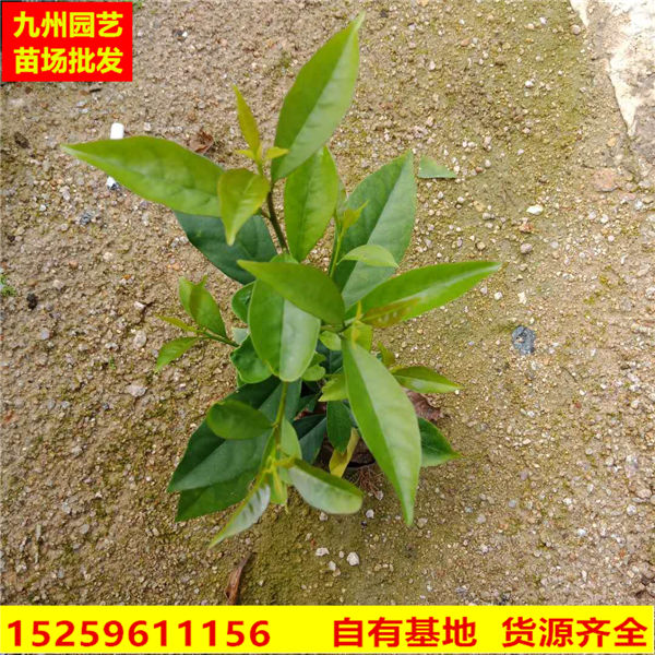 鸳鸯茉莉|漳州花木批发