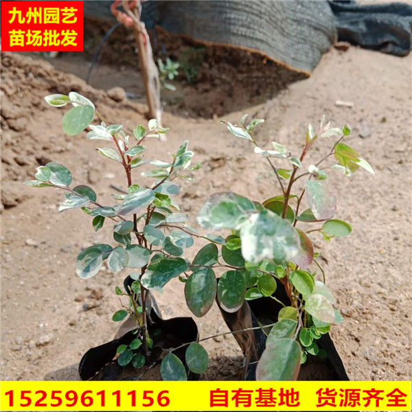福建雪花木