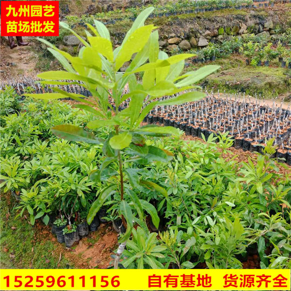 福建杨梅树小苗批发