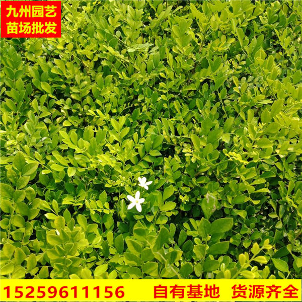福建九里香种植基地