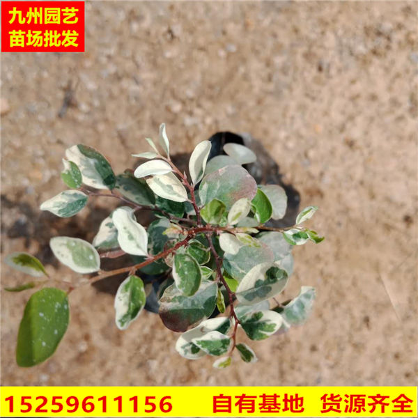漳州雪花木批发采购