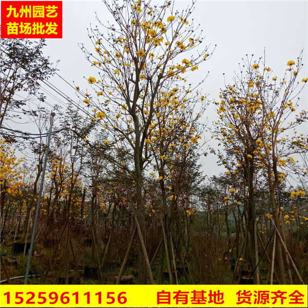 漳州苗木基地哪家好