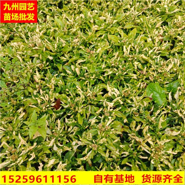 漳州写字草种植基地