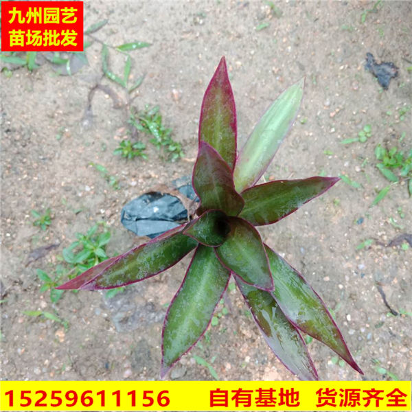 福建小蚌兰基地