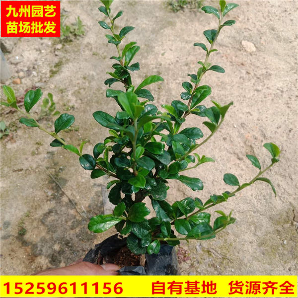 福建茶价格|漳州福建茶批发