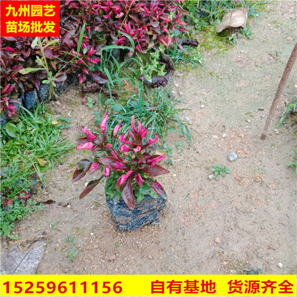 写字草价格