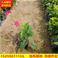 漳州大花芦莉基地