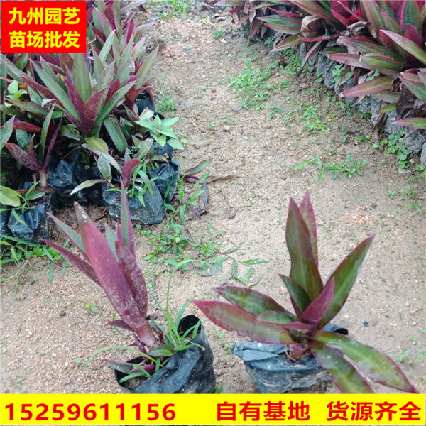 漳州小蚌兰基地