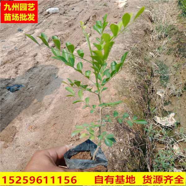 九里香供应