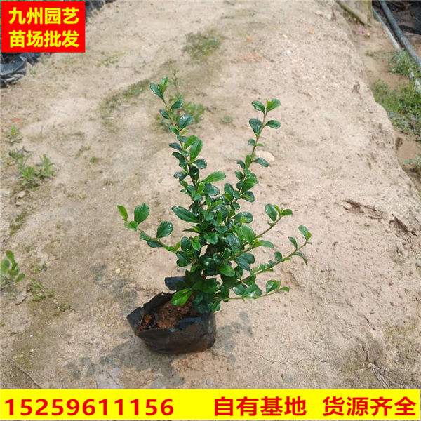 漳州福建茶袋装苗批发