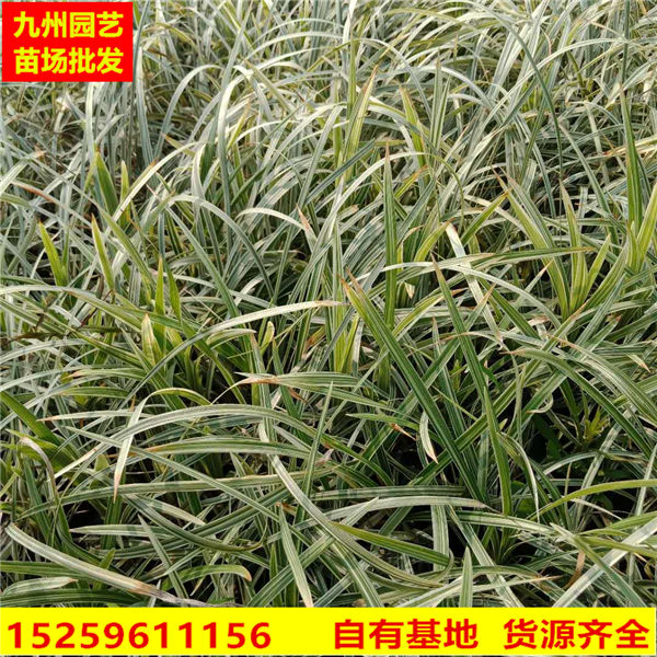沿阶草价格