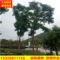 重阳木价格