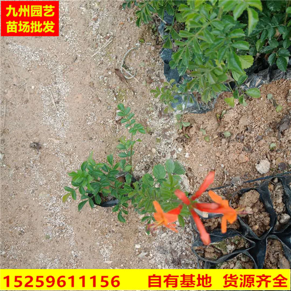 硬骨凌霄