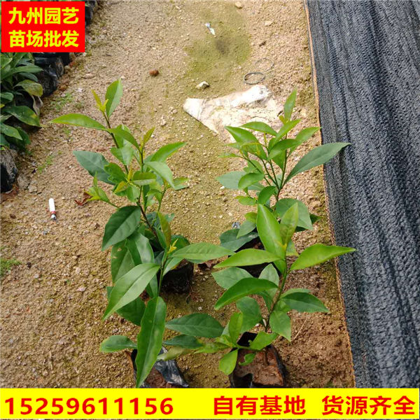 漳州鸳鸯茉莉花批发