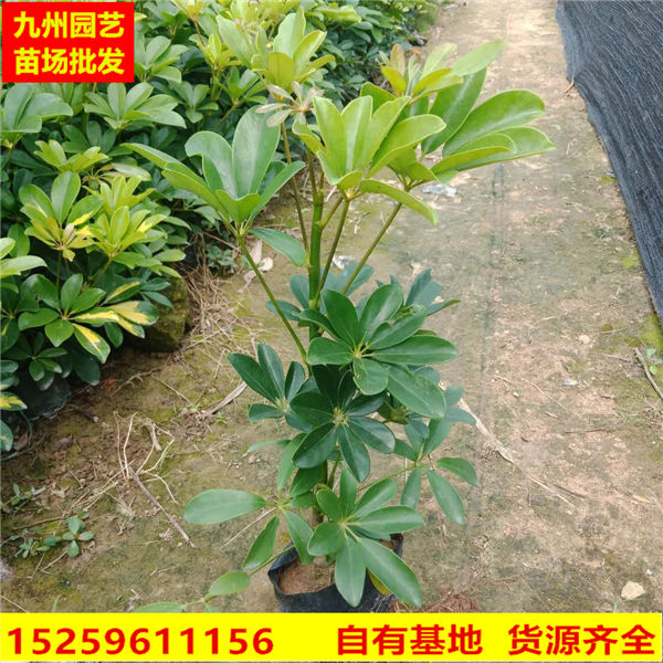 鹅掌柴鸭脚木