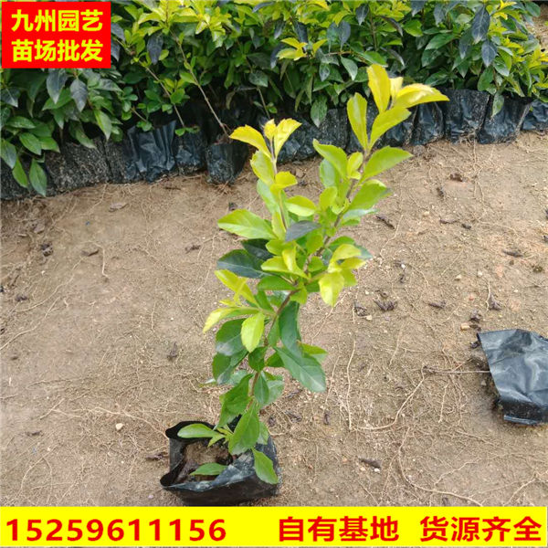 黄心梅