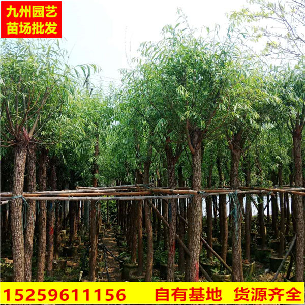 福建柳树苗基地