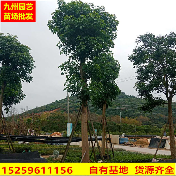 漳州重阳木批发