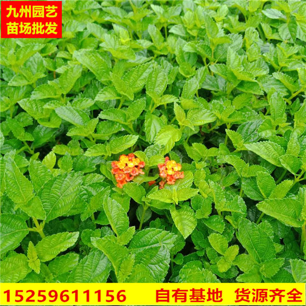 五色梅价格|福建五色梅供应