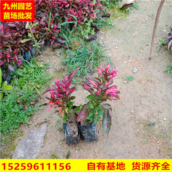 写字草