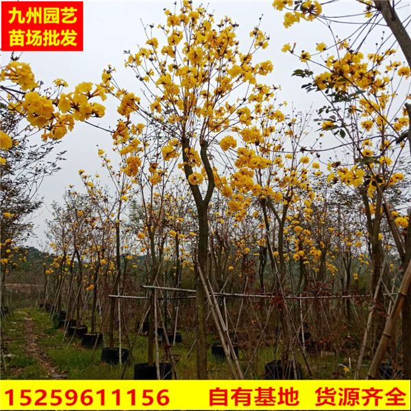 漳州多花风铃木苗木供应