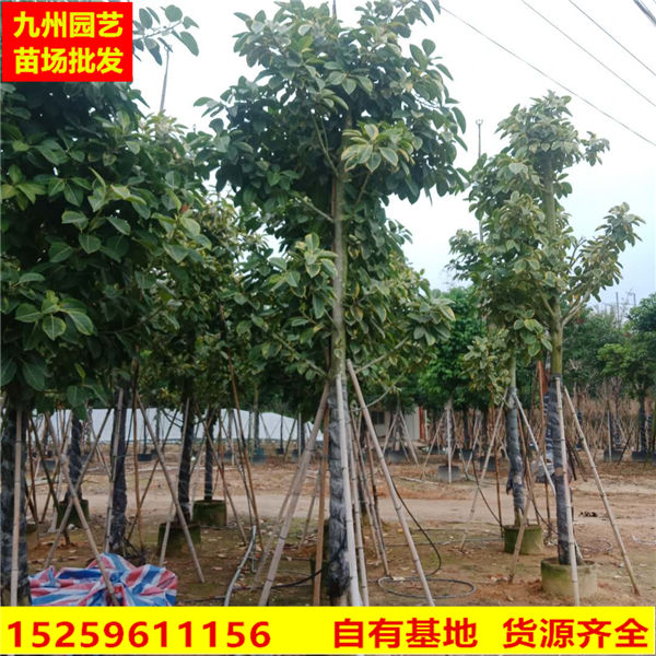 漳州富贵榕基地