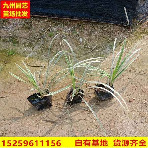 沿阶草