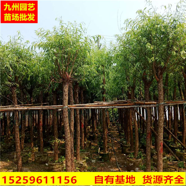 漳州柳树|漳州绿化苗木