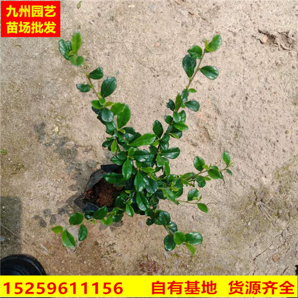 漳州绿化苗木
