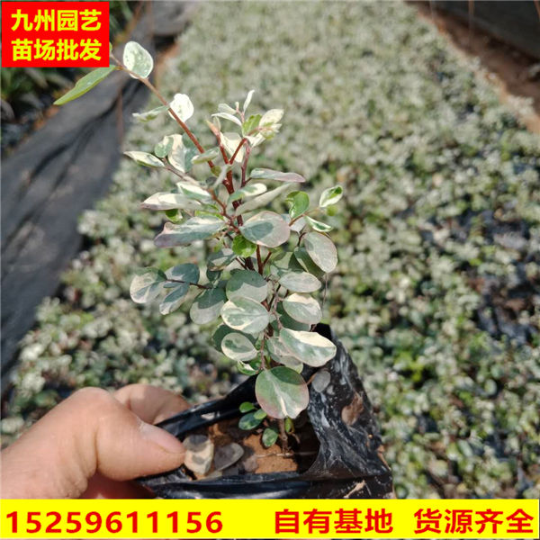 漳州雪花木供应