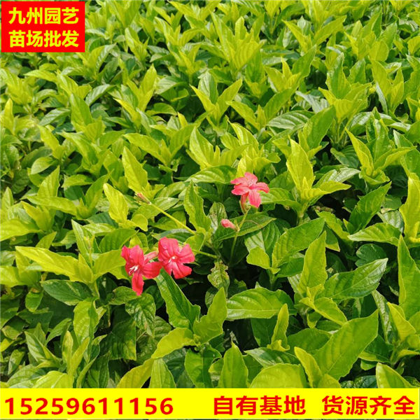 漳州大花芦莉批发
