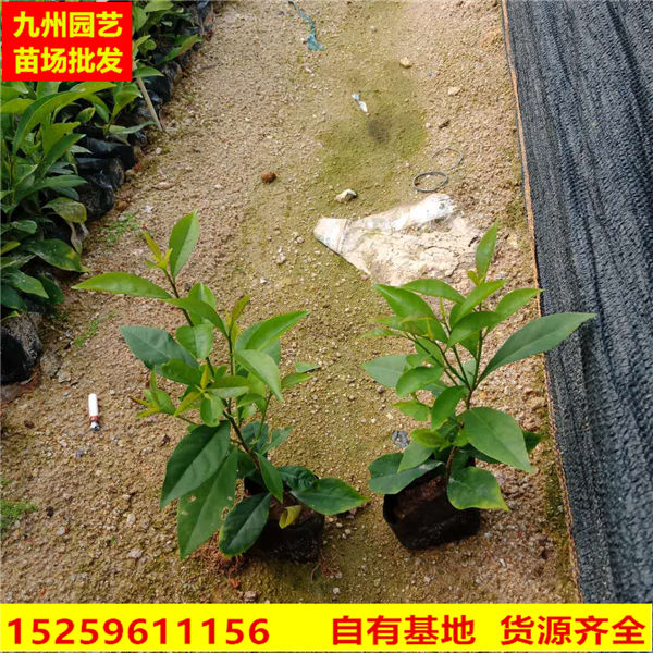 福建鸳鸯茉莉花基地