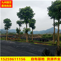 福建重阳木