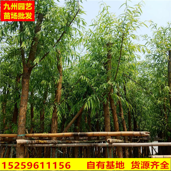 漳州柳树基地