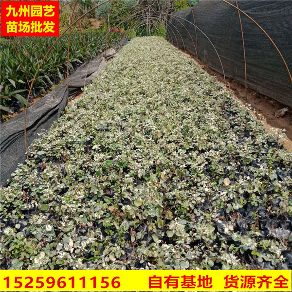 漳州雪花木价格