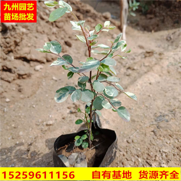 福建雪花木基地