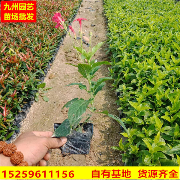漳州绿化苗木批发