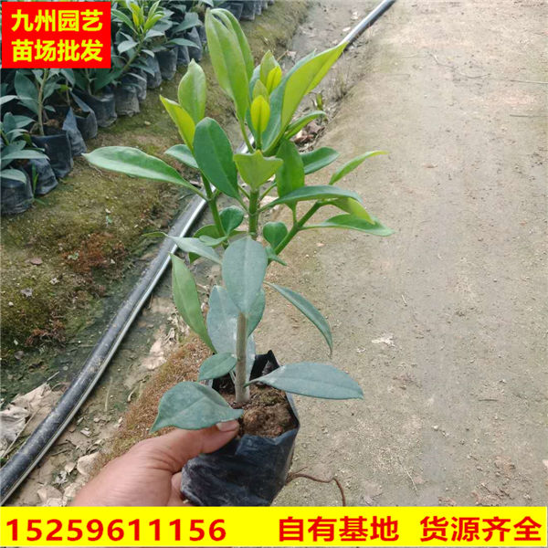 漳州非洲茉莉花苗价格