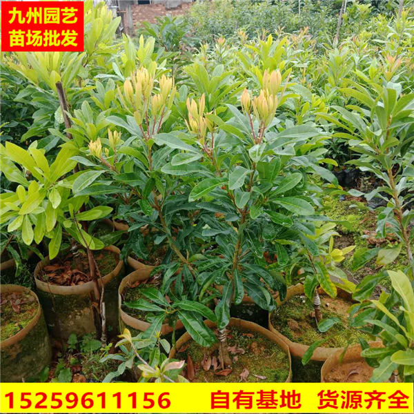 漳州杨梅树苗