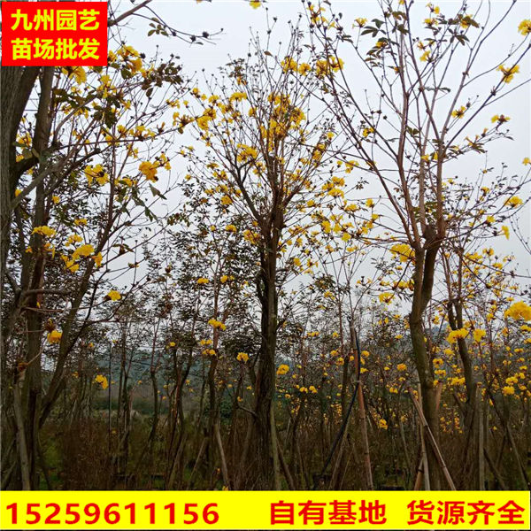 漳州多花风铃木批发