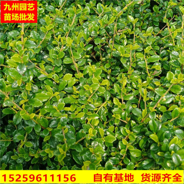福建茶|漳州绿化地被苗木批发