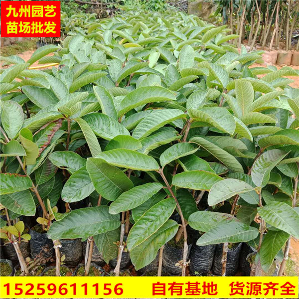 漳州红心芭乐苗**报价