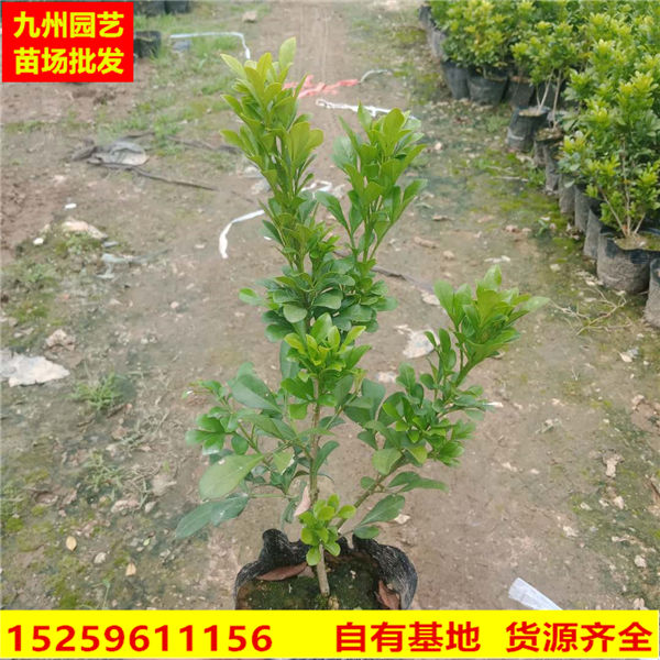 漳州米兰苗批发