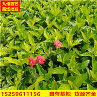 漳州大花芦莉批发