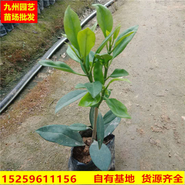 非洲茉莉花基地